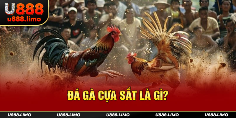 Đá gà cựa sắt là gì?