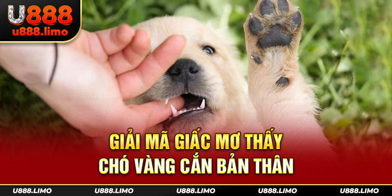 Giải mã giấc Mơ Thấy Chó Vàng cắn bản thân