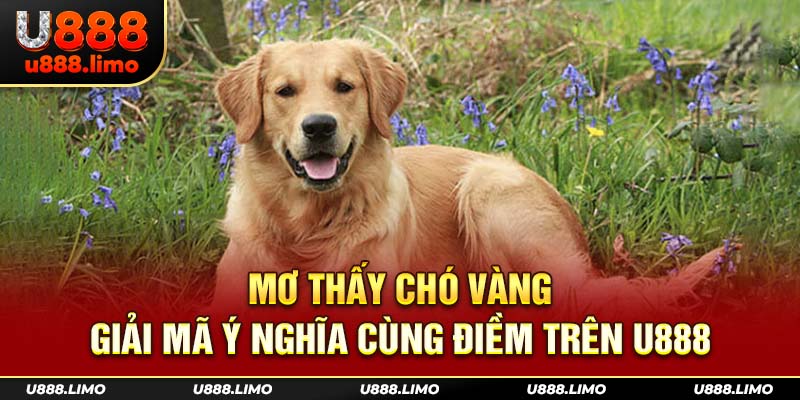 Mơ Thấy Chó Vàng - Giải Mã Ý Nghĩa Cùng Điềm Trên U888
