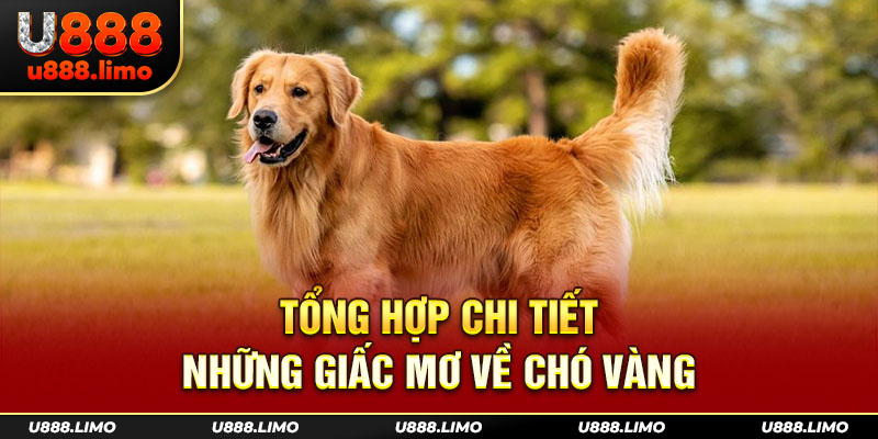 Tổng hợp chi tiết những giấc mơ về chó vàng