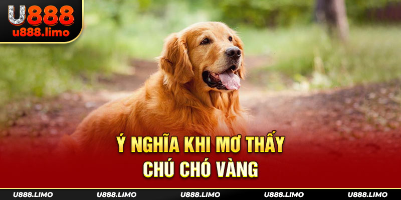 Ý nghĩa khi mơ thấy chú chó vàng