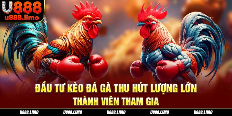 Đầu tư kèo đá gà thu hút lượng lớn thành viên tham gia