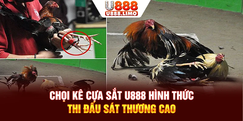 Chọi kê cựa sắt U888 hình thức thi đấu sát thương cao